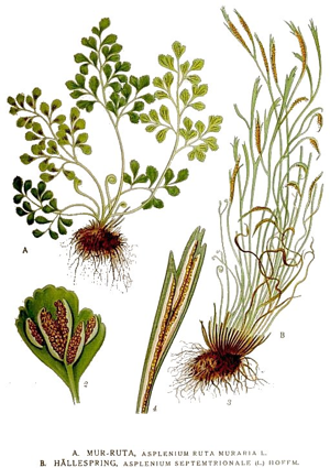 505 Asplenium ruta muraria, Asplenium septentrionale.jpg © Commons