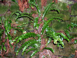 Asplenium scolopendrium.jpg © No machine-readable author provided. MPF assumed (based on copyright claims).