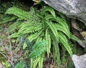 Trichomanes-grazalema.jpg © Juan Bibiloni