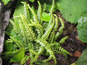 Asplenium-viride.jpg © Commons
