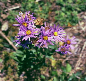 Aster amellus 3.jpg © Franz Xaver