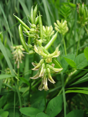 Astragalus glycyphyllos fruit.jpg © User:Tigerente