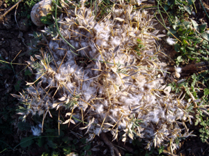 Gonî (Astragalus hamosus).jpg © MikaelF