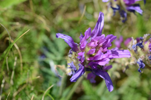 Astragalus onobrychis (7446875548).jpg © Radio Tonreg from Vienna, Austria