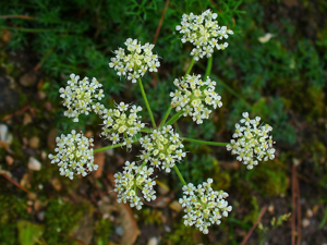 Athamanta cretensis 002.JPG © H. Zell