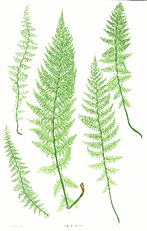 Athyrium distentifolium Moore7.png © by Thomas Moore ; edited by John Lindley ; nature-printed by Henry Bradbury.