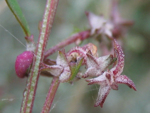 Atriplex prostrata frucht.jpeg © Kristian Peters -- Fabelfroh 13:01, 19 November 2006 (UTC)