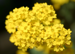Alyssum saxatile.jpg © Commons