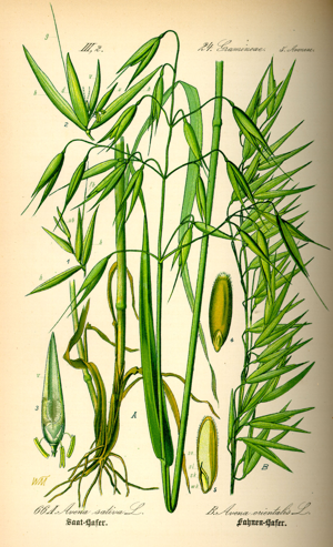 Illustration Avena sativa0.jpg © Commons