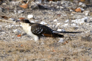 Clamator glandarius (juvenile).jpg © Yathin S Krishnappa