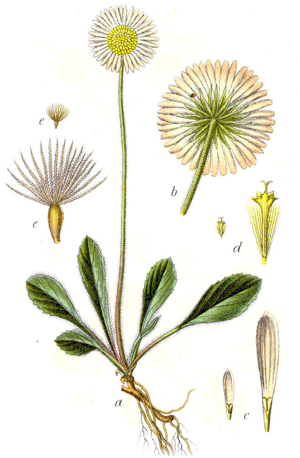 Bellidiastrum michelii Sturm8.jpg © Johann Georg Sturm (Painter: Jacob Sturm)