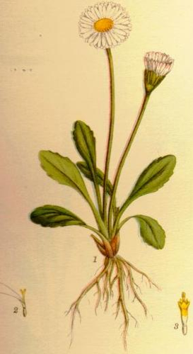 Illustration Bellis perennis.jpg © Commons