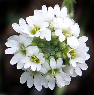 Berteroa incana.jpg © Hardyplants at English Wikipedia