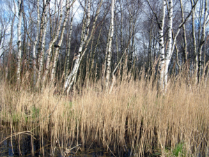 Neuenkirchen weißes moor birken.JPG © Dirk Ingo Franke
