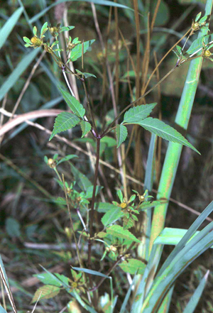Bidens frondosa var. frondosa1 eF.jpg © Commons
