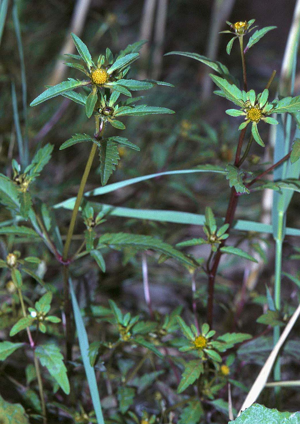 Bidens tripartita1 eF.jpg © Commons
