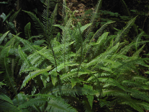 Blechnum spicant (fertile and sterile fronts).jpg © Hans Hillewaert