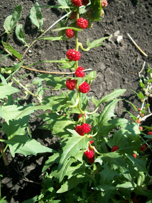 Chenopodium foliosum.JPG © WildBoar