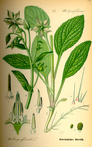 Illustration Borago officinalis0.jpg © Commons