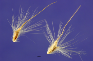 Bothriochloasaccharoides.jpg © Steve Hurst