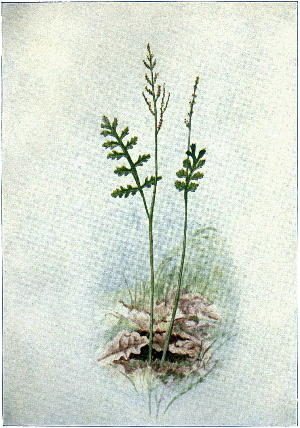 OFH-037 Plate 2 Botrychium maticariaefolium.png © Willard Nelson Clute (writer) & William Walworth Stilson (illustrator)