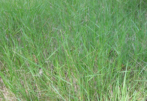 Brachypodium phoenicoides.jpg © No machine-readable author provided. Alberto Salguero assumed (based on copyright claims).