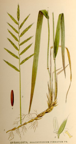 Nordens flora Brachypodium pinnatum.jpg © Commons
