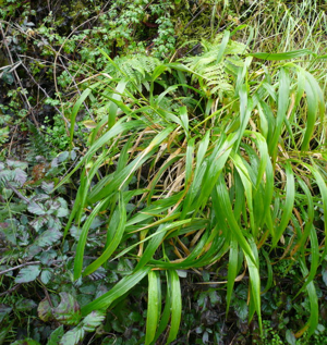 Brachypodium sylvaticum hivern.jpg © No machine-readable author provided. Pere prlpz assumed (based on copyright claims).