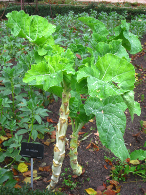 Brassica oleracea - Royal Botanical Garden, Madrid.JPG © Daderot