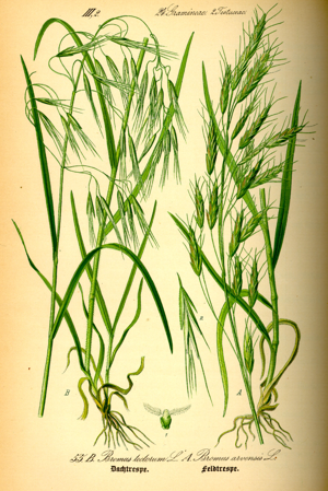 Illustration Bromus tectorum0.jpg © Commons