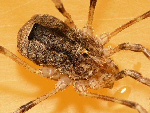 Odiellus spinosus.jpg © Commons