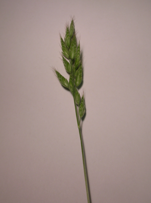 Panicle of Bromus commutatus.JPG © Rosser1954 Roger Griffith