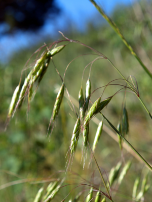 Bromus japonicus NPS-1.jpg © Jim Pisarowicz