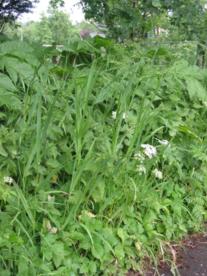 Trosdravik Bromus racemosus subsp. commutatus planten.jpg © Commons