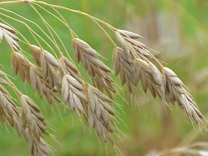 Bromus secalinus0.jpg © Kurt Stüber [1]