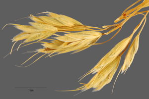 Bromus squarrosus NRCS-1.jpg © Jose Hernandez. Provided by ARS Systematic Botany and Mycology Laboratory. Soviet Union (Former), Turkistan.