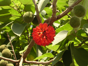 Broussonetia papyrifera (maybe).jpg © Commons