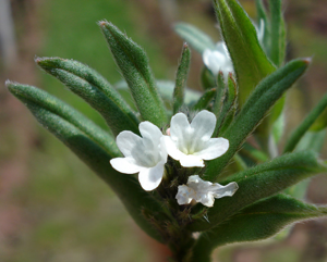 Lithospermum arvense W.jpg © Fornax