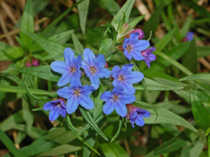 Boraginaceae - Buglossoides purpurocaerulea.JPG © Hectonichus