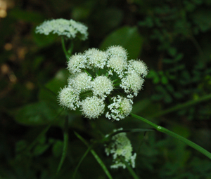 Bunium bulbocastanum.jpg © Flickr-User Gaspa