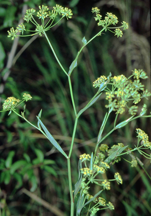 Bupleurum falcatum1 eF.jpg © Commons