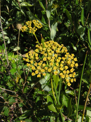 Bupleurum fruticosum3.jpg © No machine-readable author provided. Aroche assumed (based on copyright claims).