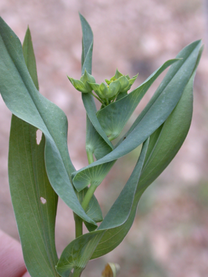 Bupleurum lancifolium1.jpg © Gideon Pisanty (Gidip)