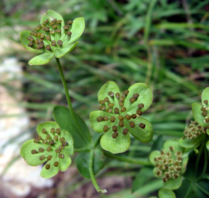 Bupleurum ranunculoides 02.jpg © "pastilletes"/Joan Simon, Barcelona, España