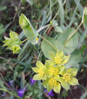 Bupleurum rotundifolium sl6.jpg © Stefan.lefnaer