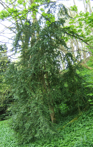 Buxus sempervirens.jpg © No machine-readable author provided. MPF assumed (based on copyright claims).