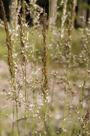 Calamagrostis.arundinacea.jpg © James K. Lindsey