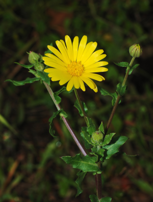 Calendula January 2008-1 filtered.jpg © Alvesgaspar