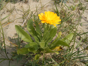 Calendula officinalis 03-09-2005 15.21.56.JPG © Commons