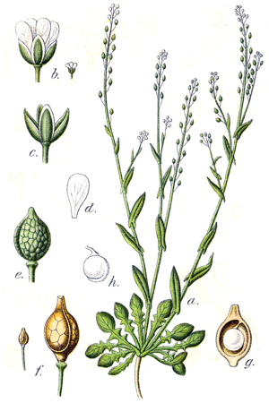 Crambe corvini Sturm31.jpg © Johann Georg Sturm (Painter: Jacob Sturm)